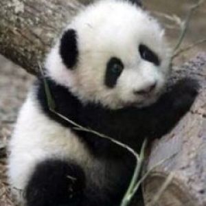 Şirin panda yavrusu