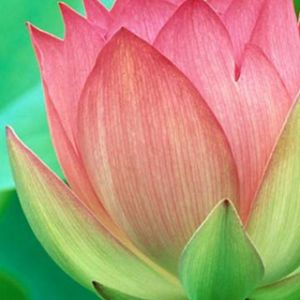 Güzel Pembe Lotus Çiçeği