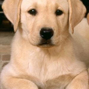 Sevimli Labrador Yavru