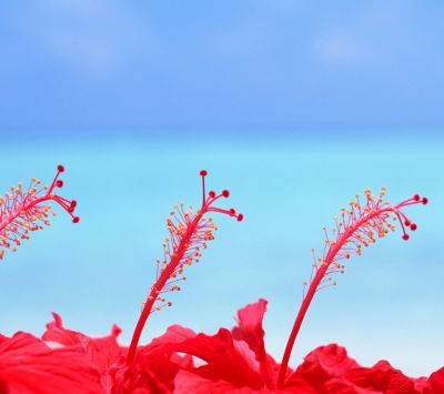 Canlı Kırmızı Hibisküs Çiçekleri