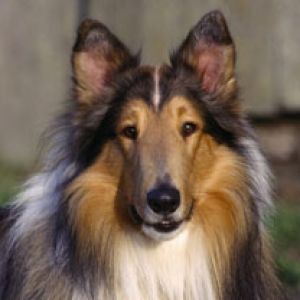 Güzel Collie Köpeği