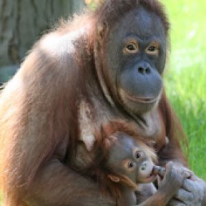 Orangutan Anne ve Bebeği