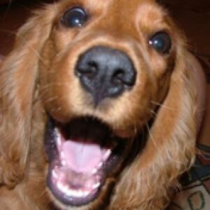 Mutlu Altın Cocker Spaniel