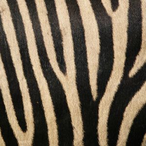 Zebra Çizgileri Deseni
