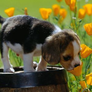 Şirin Yavru Köpek Çiçeklerin Arasında
