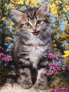 Şirin Yavru Kedi Çiçeklerin Arasında