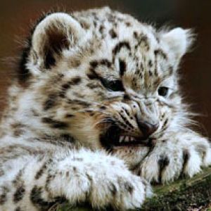 Kar Leoparı Yavrusu