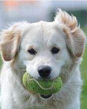 Şirin Köpek Tenis Topu ile - wallpaper preview