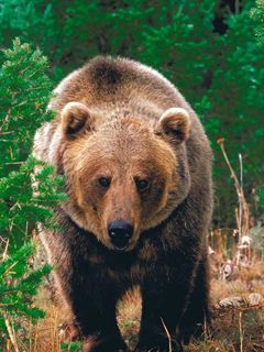 Görkemli Grizzly Ayısı - wallpaper preview