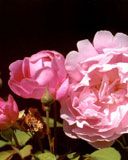 Güzel Pembe Güller - wallpaper preview