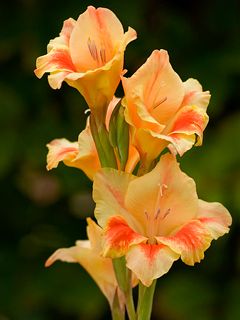 Güzel Gladiolus Çiçekleri
