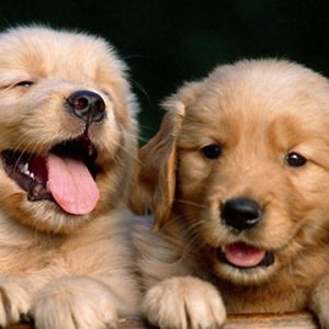 Sevimli Golden Retriever Yavru Köpekler