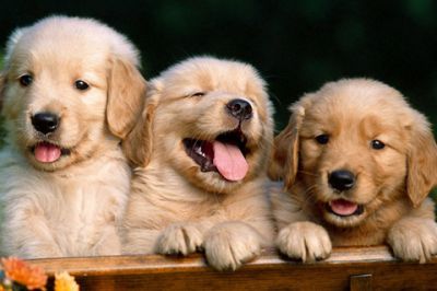 Sevimli Golden Retriever Yavruları