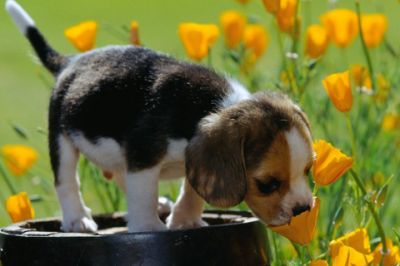 Sevimli Yavru Köpek Çiçeklerde - wallpaper preview