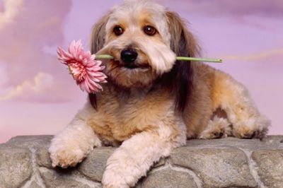 Çiçekli Sevimli Köpek - wallpaper preview