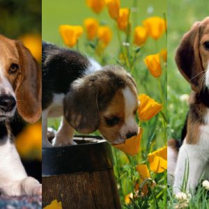 Sevimli Beagle Yavruları