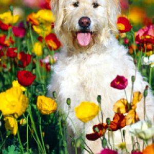 Çiçek Tarlasında Sevimli Köpek