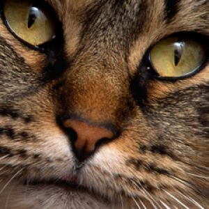 Kedi Yakın Plan Portresi