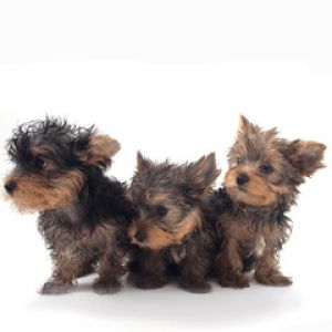 Sevimli Yorkshire Terrier Yavruları