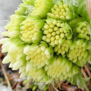 Bahar Çiçekleri