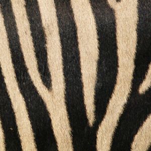 Zebra Çizgileri Deseni