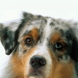 Avustralya Çoban Köpeği
