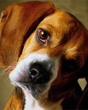 Sevimli Beagle Köpeği