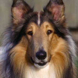 Collie Köpek Portresi