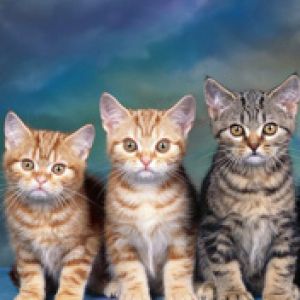 Şirin Kedi Üçlüsü