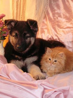 Şirin Yavru Köpek ve Kedi - wallpaper preview