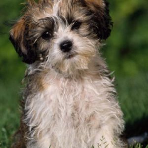 Sevimli Yavru Köpek