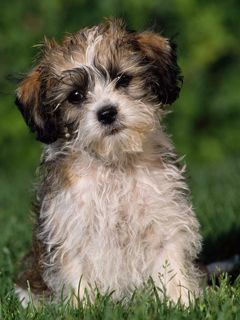 Sevimli Yavru Köpek