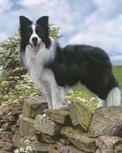 Kayalar Üzerindeki Border Collie - wallpaper preview