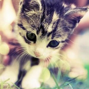 Şirin Yavru Kedi Doğada