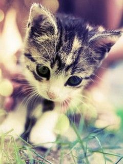 Şirin Yavru Kedi Doğada - wallpaper preview