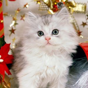 Şirin Noel Yavru Kedi