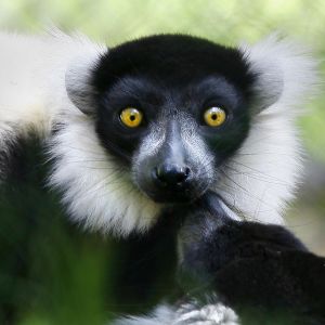 Çarpıcı Gözlere Sahip Lemur