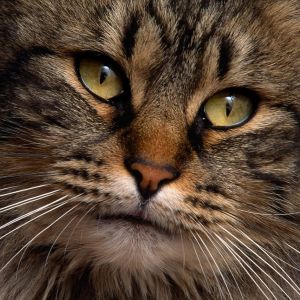 Görkemli Kedi Yakın Çekim