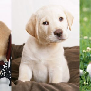Şirin Yavru Köpekler Koleksiyonu