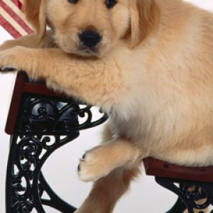 Şirin Golden Retriever Yavru
