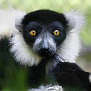 Lemur Yakın Çekim