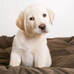 Sevimli Labrador Yavru
