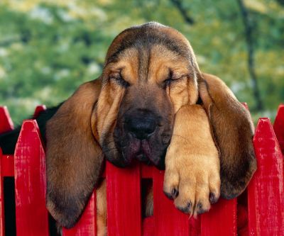 Sevimli Uyuyan Köpek