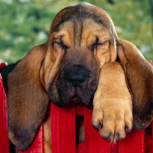 Sevimli Uyuyan Köpek