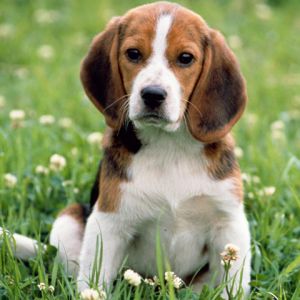 Sevimli Beagle Yavru