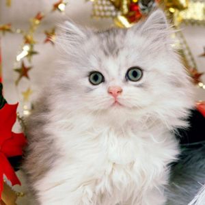 Şirin Noel Kedisi