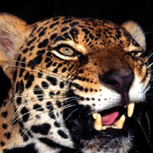 Görkemli Leopar Yakın Çekim