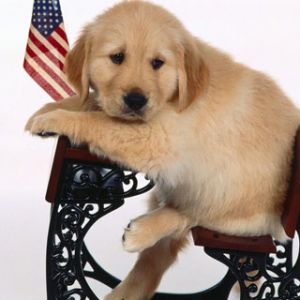 Sevimli Golden Retriever Yavru