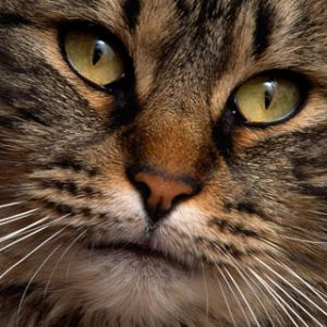 Görkemli Kedi Yakın Çekim