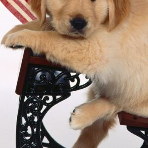 Şirin Golden Retriever Yavru